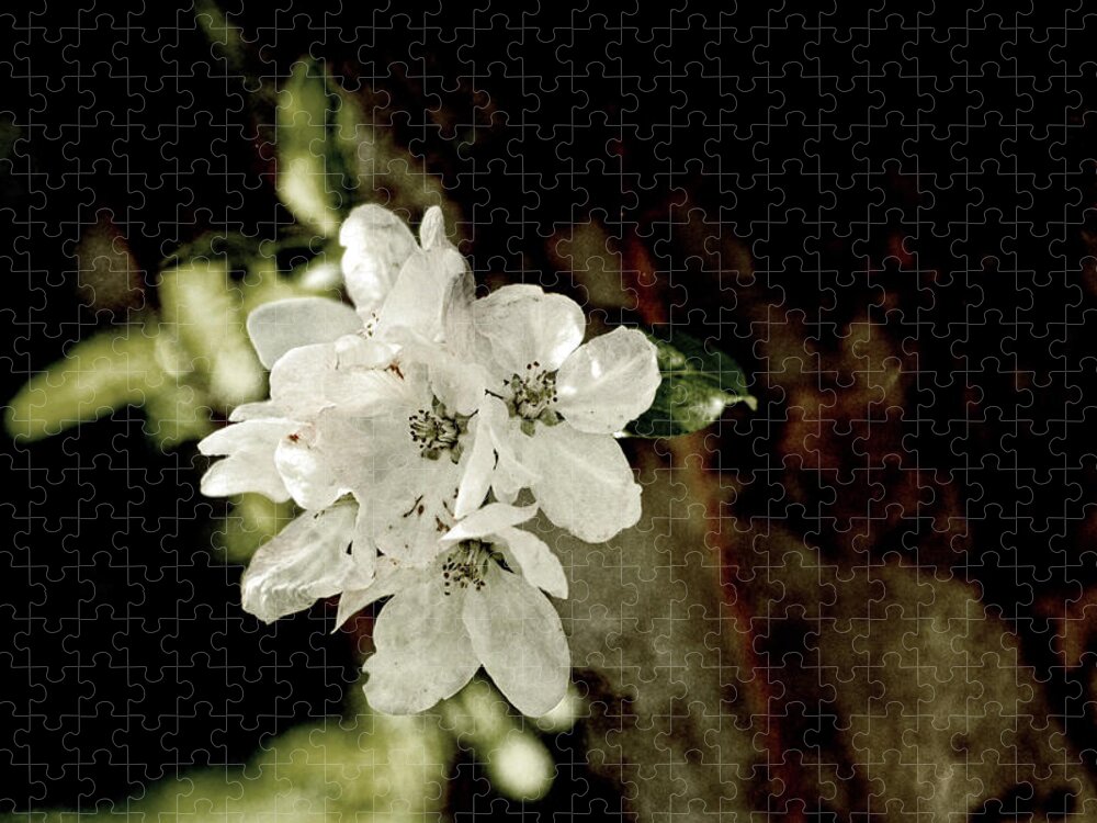 Apple Blossom Jigsaw Puzzle featuring the photograph Apple Blossom Paper by Sharon Popek