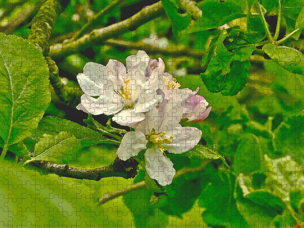 Apple Flowers Jigsaw Puzzle featuring the photograph Apple Flowers. by Elena Perelman