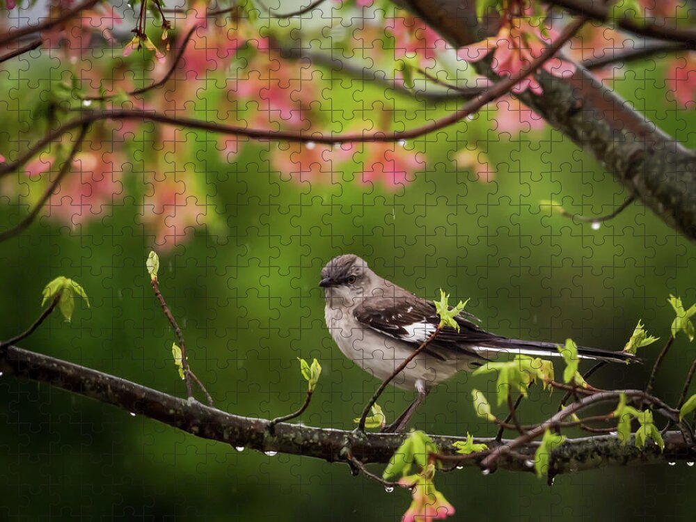 Terry D Photography Jigsaw Puzzle featuring the photograph April Showers Bring May Flowers Mocking Bird by Terry DeLuco