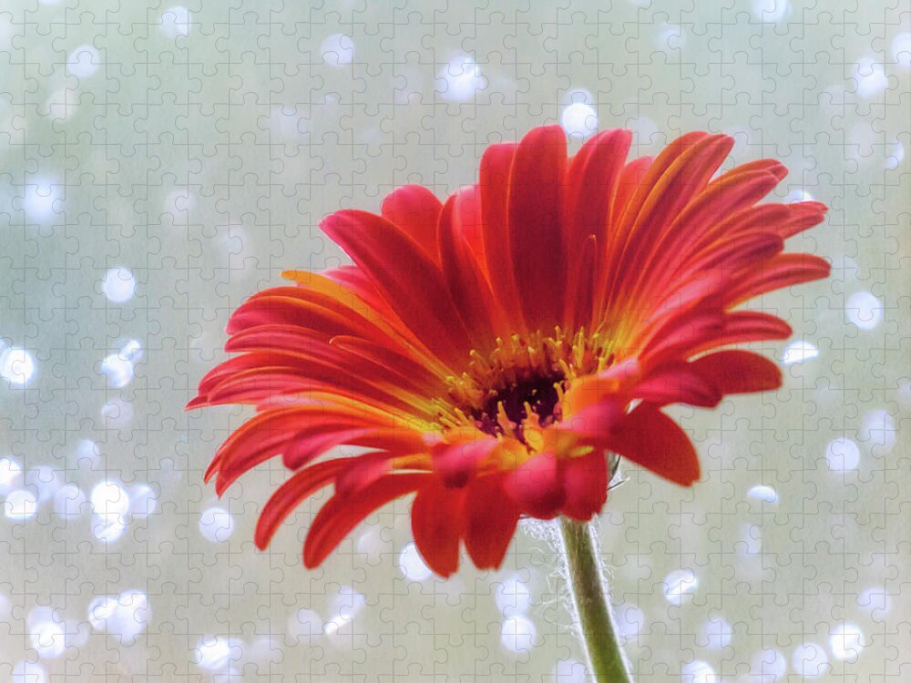 Terry D Photography Jigsaw Puzzle featuring the photograph April Showers Gerbera Daisy Square by Terry DeLuco