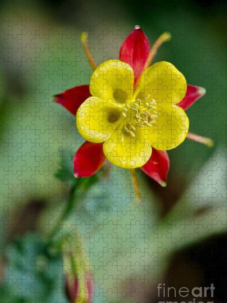 Flowers Jigsaw Puzzle featuring the photograph Aquilegia by Elena Perelman