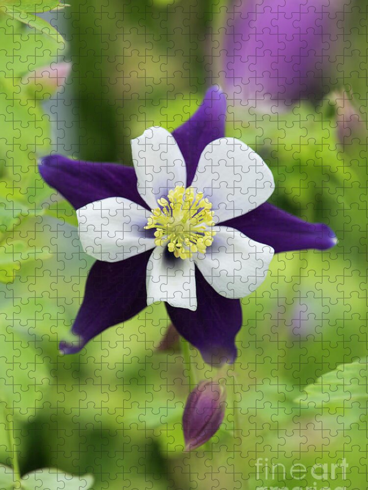 Aquilegia Swan Violet And White Jigsaw Puzzle featuring the photograph Aquilegia Swan Violet and White by Tim Gainey