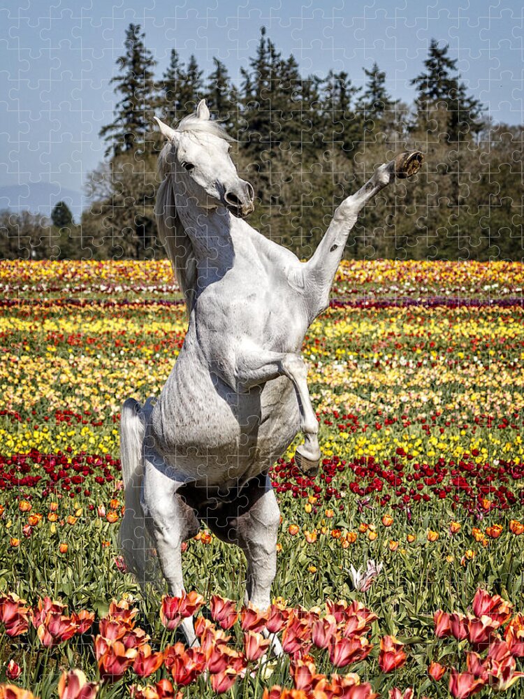 Arabian And Tulips Jigsaw Puzzle featuring the photograph Arabian And Tulips by Wes and Dotty Weber