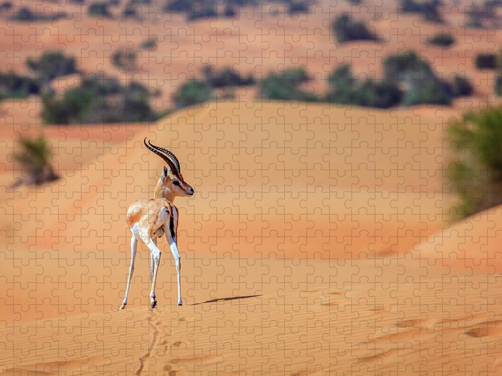 Arabian Jigsaw Puzzle featuring the photograph Arabian Gazelle by Alexey Stiop