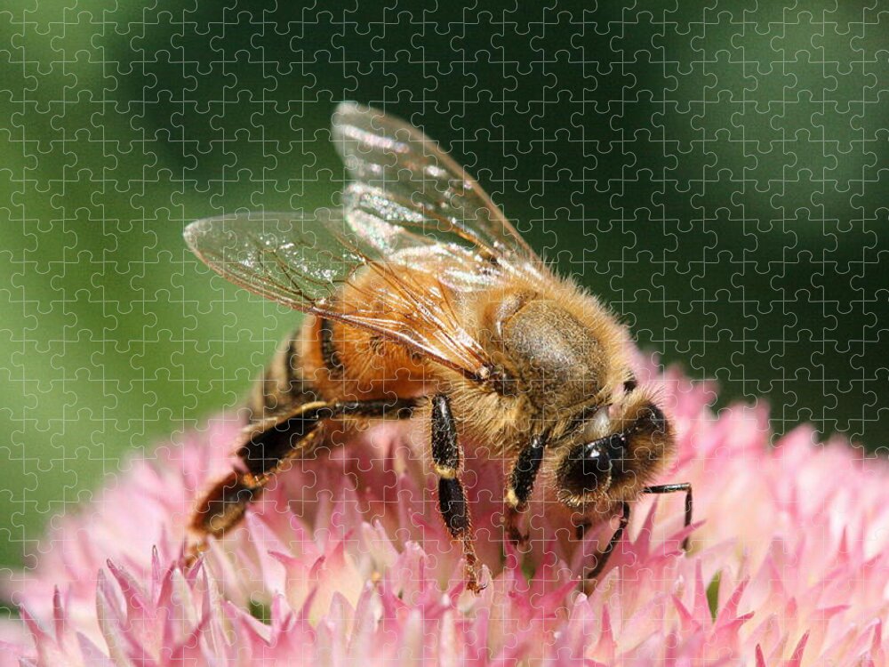 Bee Jigsaw Puzzle featuring the photograph Arched by Angela Rath