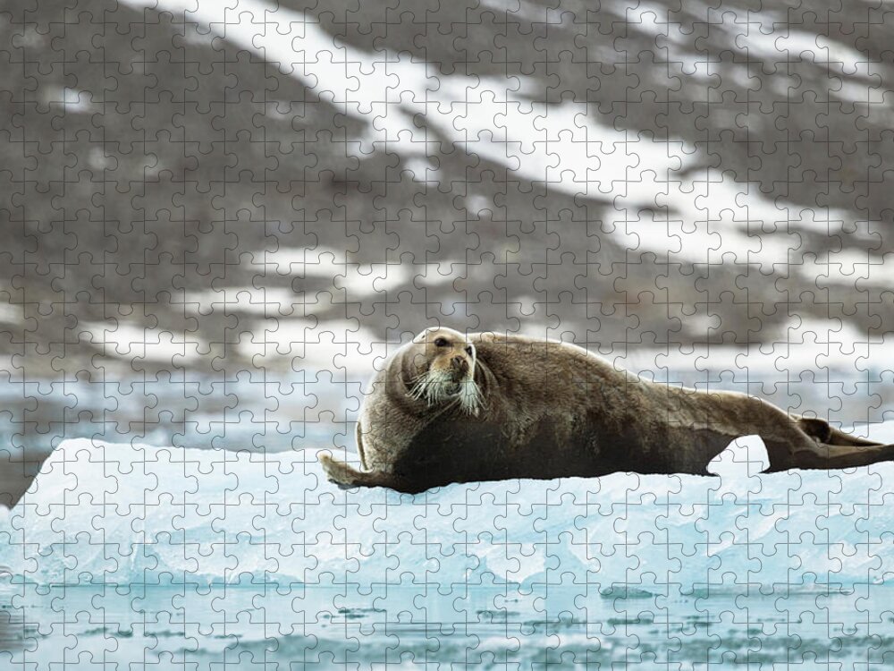 Arctic Jigsaw Puzzle featuring the photograph Arctic Bearded Seal by Lauri Novak