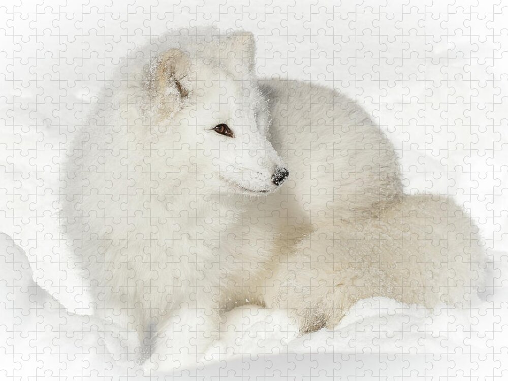 Arctic Fox Jigsaw Puzzle featuring the photograph Arctic Fox Snow Bunny by Athena Mckinzie