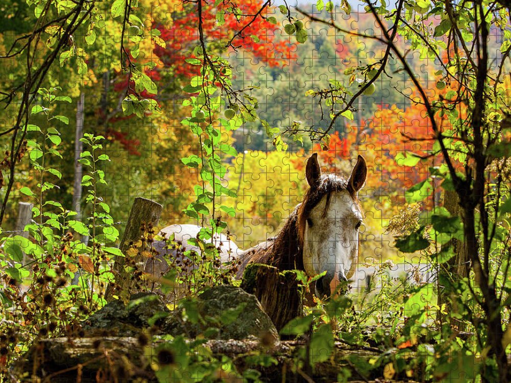 Horse Jigsaw Puzzle featuring the photograph Are you my friend? by Jeff Folger