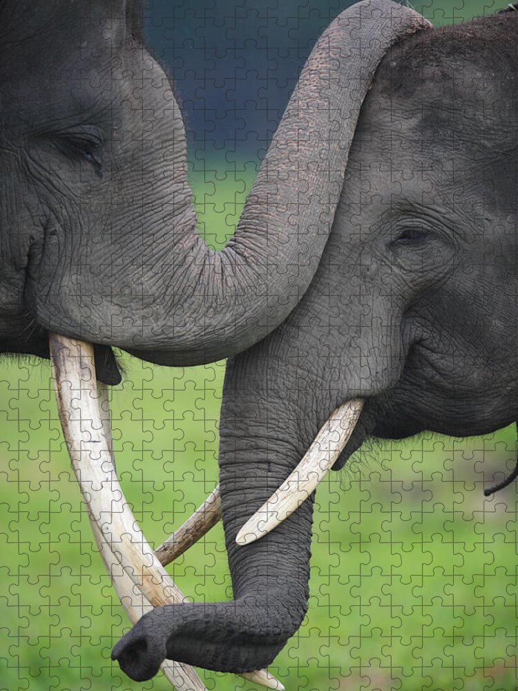 Mp Jigsaw Puzzle featuring the photograph Asian Elephant Greeting by Cyril Ruoso