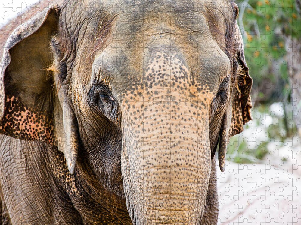 El Paso Jigsaw Puzzle featuring the photograph Asian Elephant by SR Green