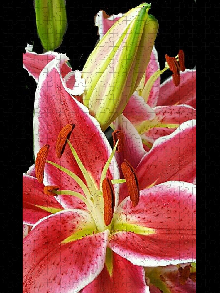 Asian Lily Jigsaw Puzzle featuring the digital art Asian Lily Faces by Pamela Smale Williams
