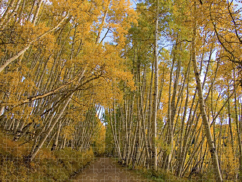 Colorado Jigsaw Puzzle featuring the photograph Aspen Alley by Steve Stuller