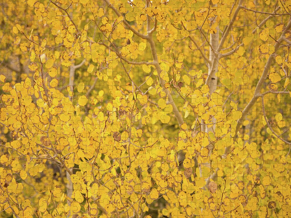 Fall Colors Utah Jigsaw Puzzle featuring the photograph Aspen fall colors in Utah by Kunal Mehra
