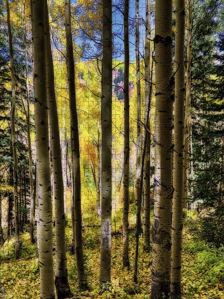 Colorful Colorado Jigsaw Puzzle featuring the photograph Aspen Mood - Autumn - Colorful Colorado by Jason Politte