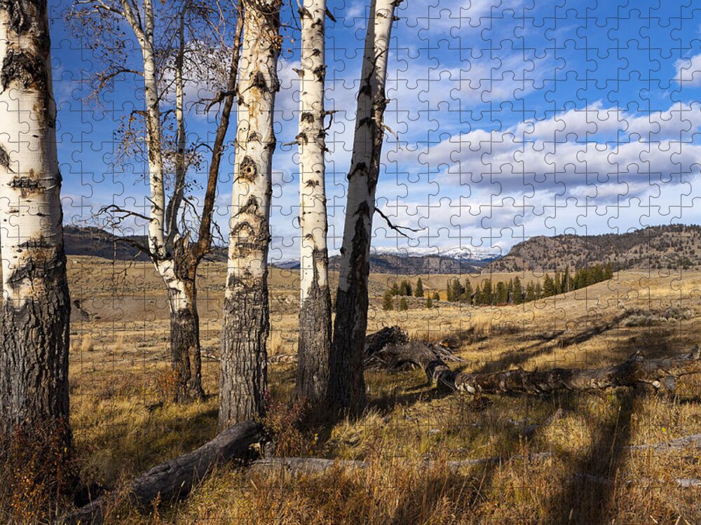 National Park Jigsaw Puzzle featuring the photograph Aspen Trees Lamar Valley by Todd Bannor