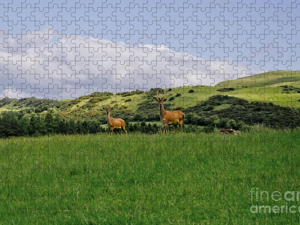 Beecraigs Jigsaw Puzzle featuring the photograph At the hill bottom. by Elena Perelman
