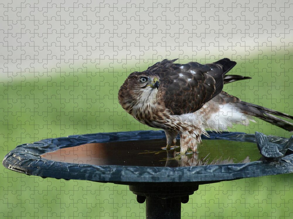 Coopers Hawk At A Birdbath-raptor-images Of Raeannm.garrett- Photography- Birds Of Colorado-immature Coopers Hawk- Colorado Birds-#raeannmgarrett Jigsaw Puzzle featuring the photograph At the Water -1 by Rae Ann M Garrett