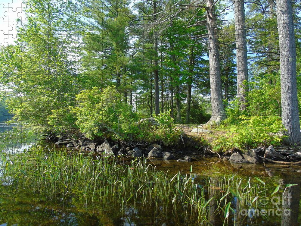 Woodland Jigsaw Puzzle featuring the photograph At the Waters Edge by Susan Lafleur