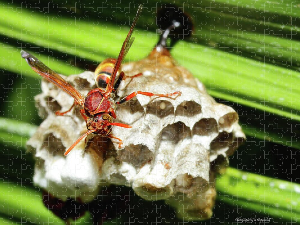 Australian Papper Wasp Jigsaw Puzzle featuring the photograph Australian Papper Wasp 772 by Kevin Chippindall
