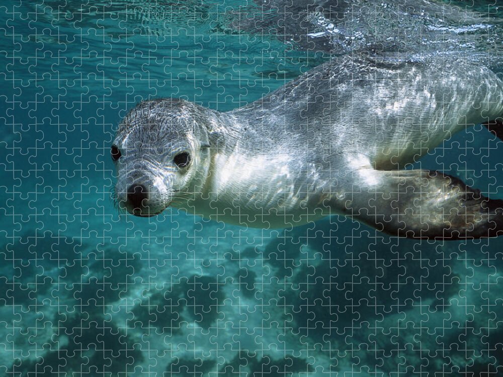 Mp Jigsaw Puzzle featuring the photograph Australian Sea Lion by Hiroya Minakuchi