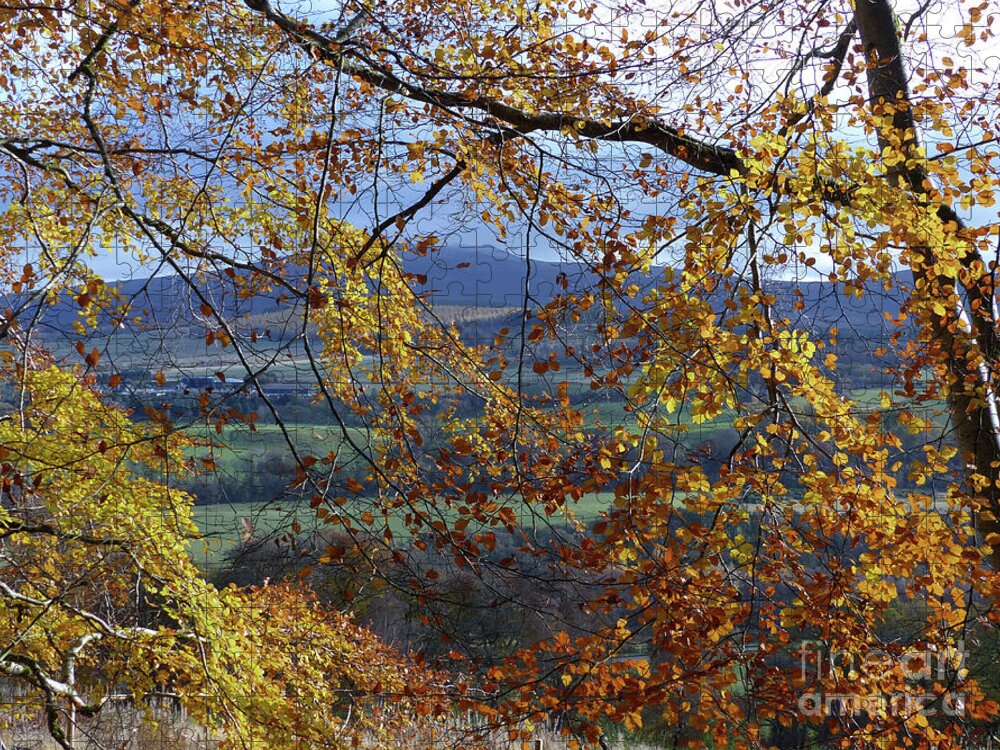 Autumn Jigsaw Puzzle featuring the photograph Beech tree in Autumn by Phil Banks