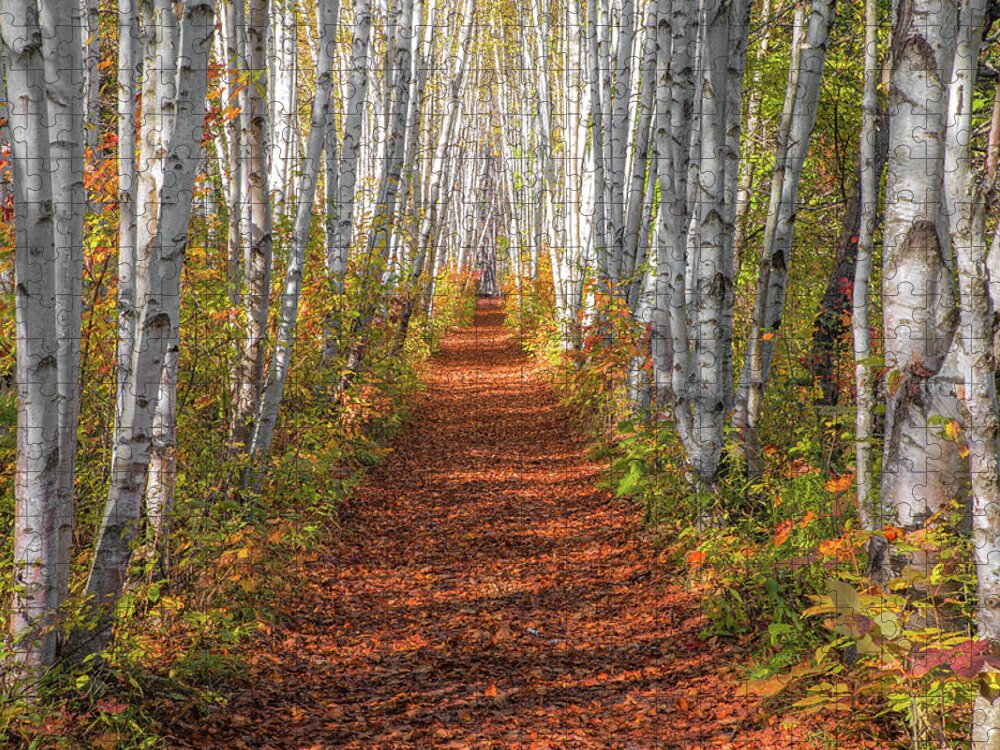 Autumn Jigsaw Puzzle featuring the photograph Autumn Birch Path by White Mountain Images