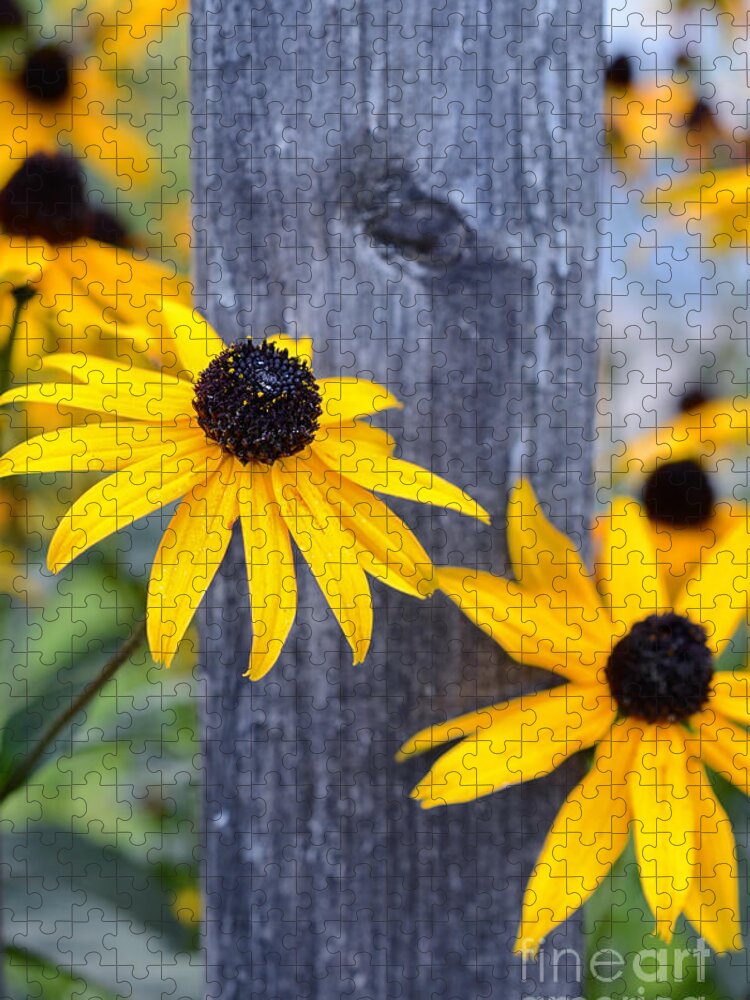 Autumn; Flowers; Flower; Colorful; Colors; Wood; Yellow; Nature; Natural; Fall; Bright; Vibrant; Still; Cheerful; Sabine Jacobs; Jigsaw Puzzle featuring the photograph Autumn Flowers Yellow by Sabine Jacobs