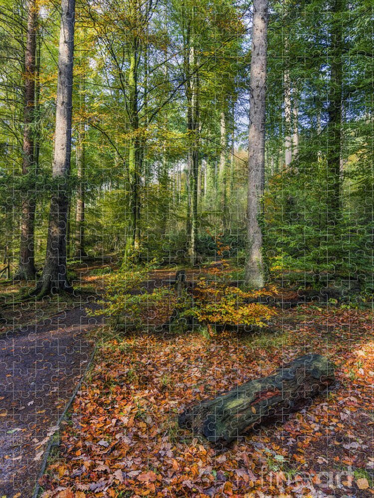 Park Jigsaw Puzzle featuring the photograph Autumn Forest by Ian Mitchell