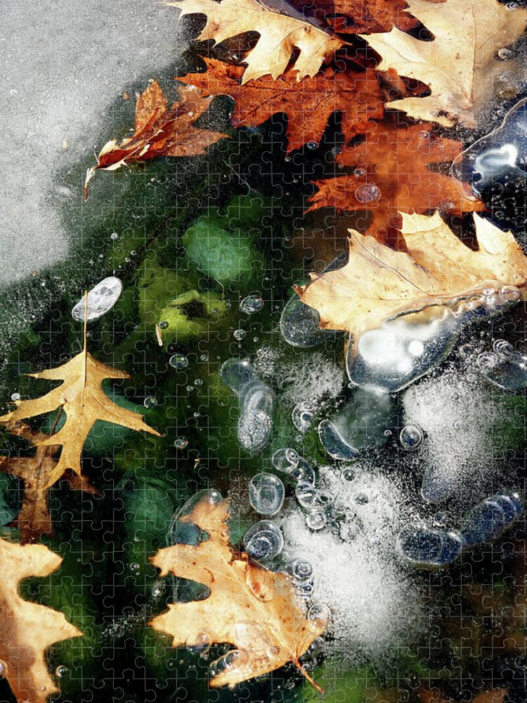Ice Jigsaw Puzzle featuring the photograph Autumn Frost by Cate Franklyn