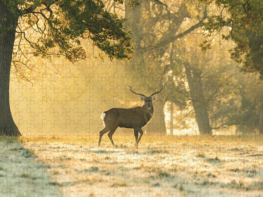 Deer Jigsaw Puzzle featuring the photograph Autumn Frost by Scott Carruthers