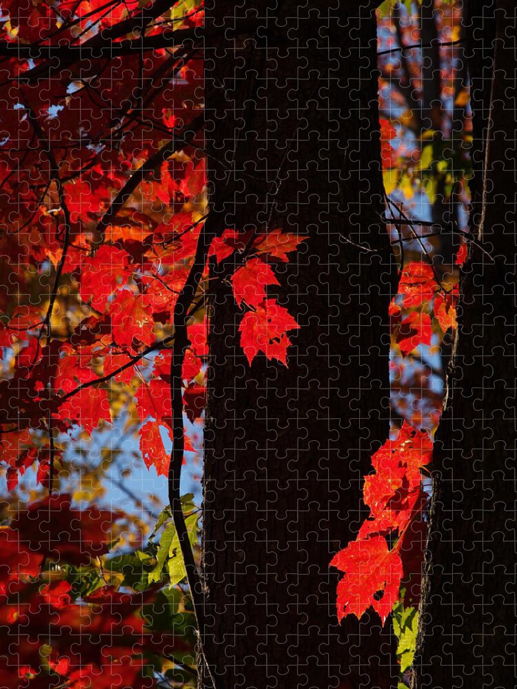Nature Jigsaw Puzzle featuring the photograph Autumn Glow by Dorothy Lee