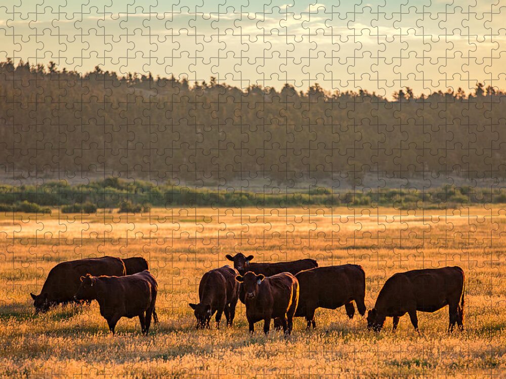 Black Angus Jigsaw Puzzle featuring the photograph Autumn Herd by Todd Klassy