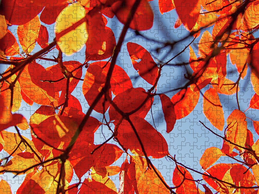 Fall Colors Jigsaw Puzzle featuring the photograph Autumn in the arboretum by Kunal Mehra