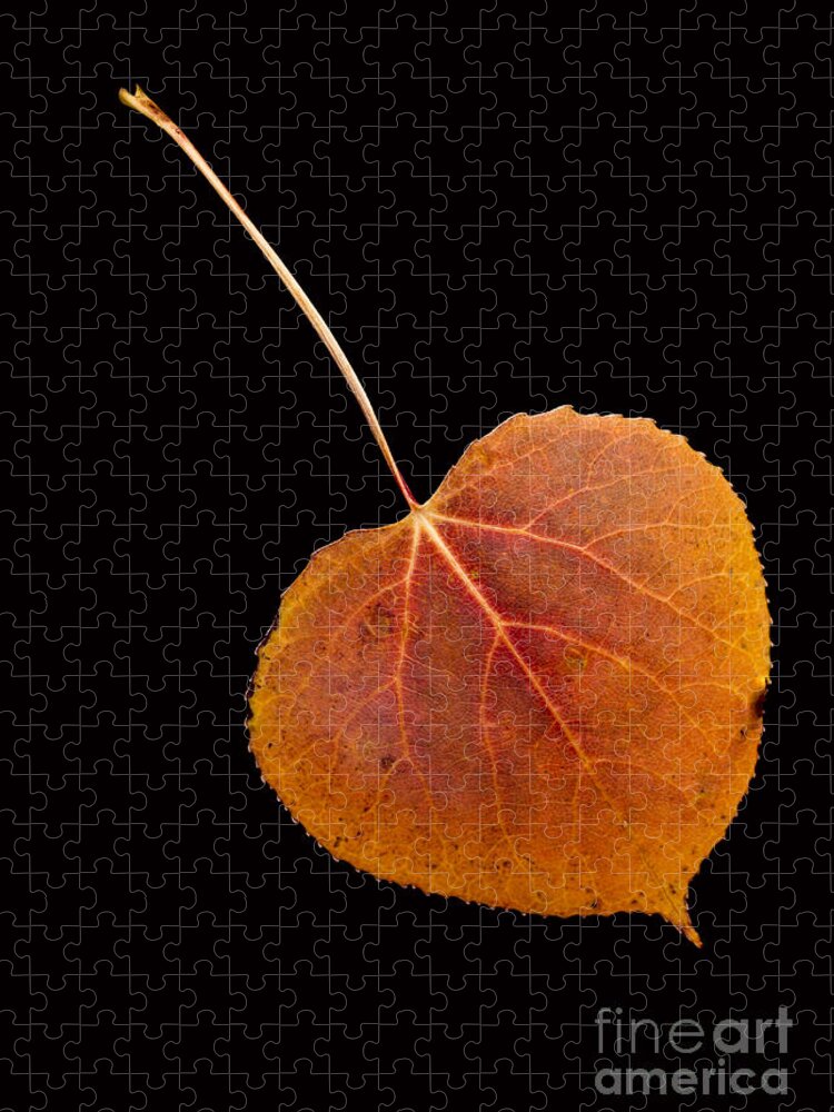 Autumn Jigsaw Puzzle featuring the photograph Autumn Leaf by Edward Fielding