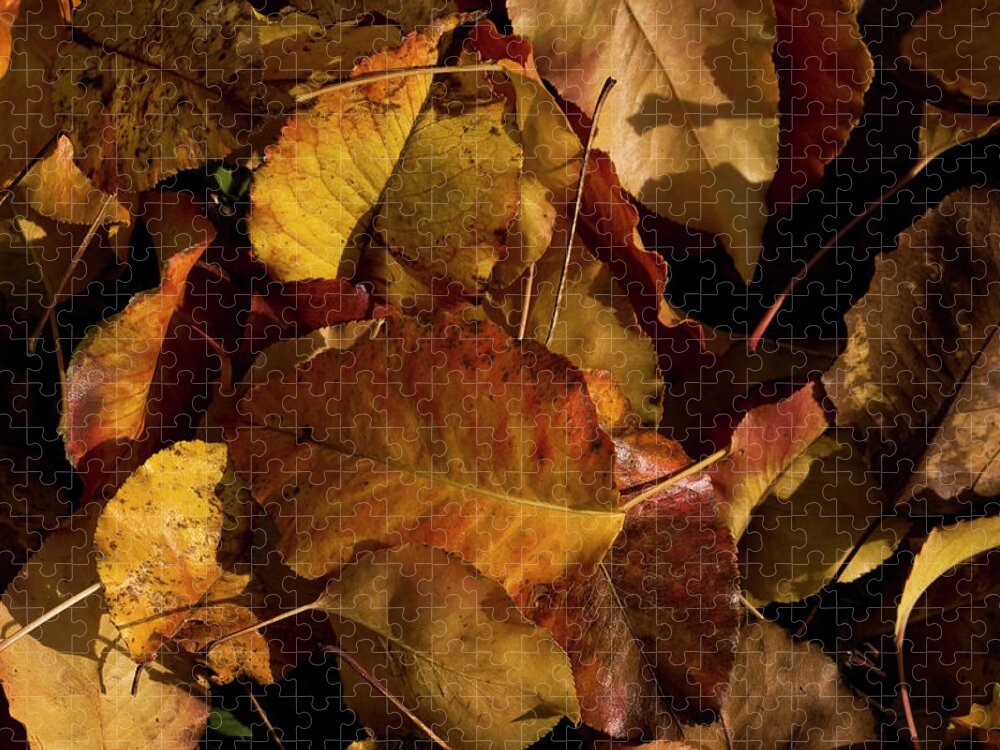 Leaves Jigsaw Puzzle featuring the photograph Autumn Leaves by Cheryl Day