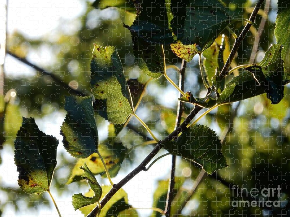 Leaves Jigsaw Puzzle featuring the photograph Autumn Leaves by Diamante Lavendar