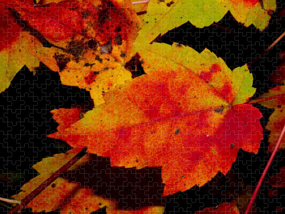 Nature Jigsaw Puzzle featuring the photograph Autumn Leaves by Robert Morin