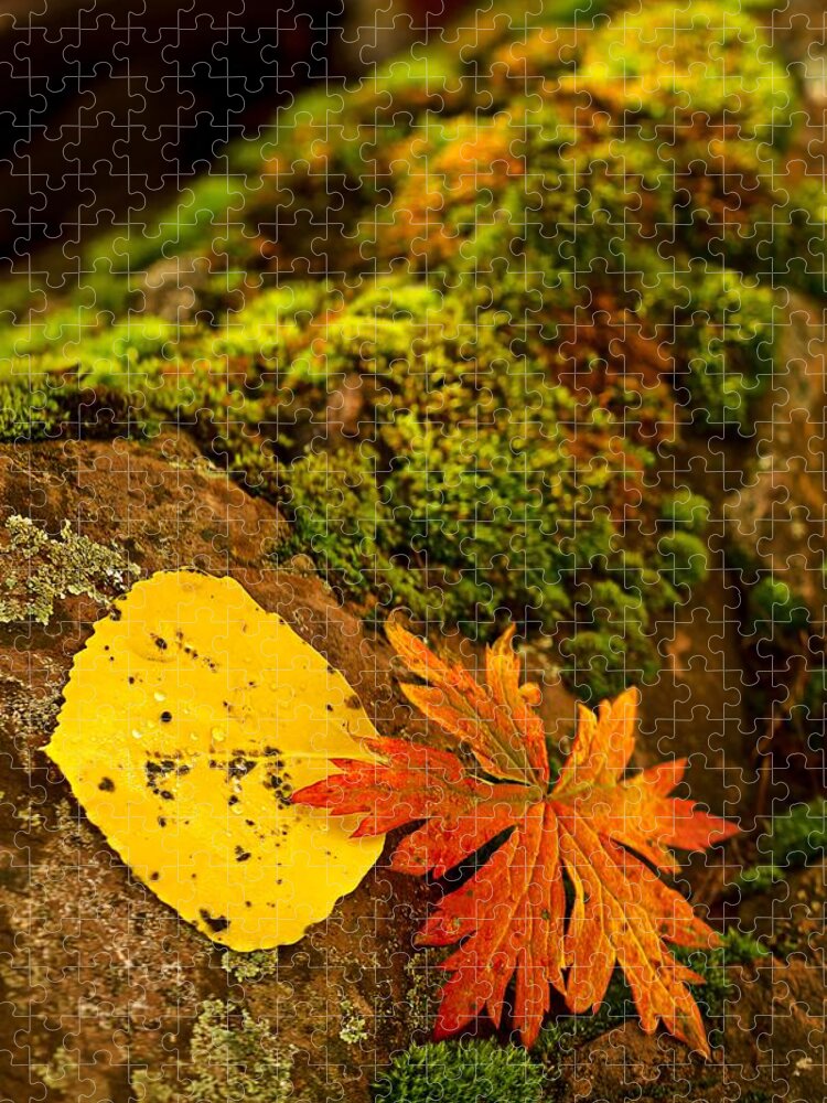 Autumn Jigsaw Puzzle featuring the photograph Autumn Leaves by Ronda Kimbrow