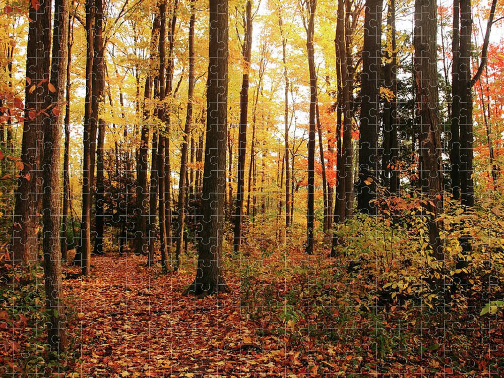 Autumn Jigsaw Puzzle featuring the photograph Autumn Woods by Debbie Oppermann