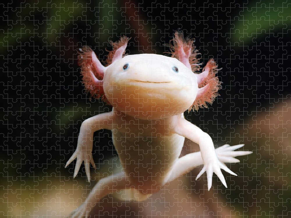 Albino Axolotl Jigsaw Puzzle featuring the photograph Axolotl Face by Warren Photographic