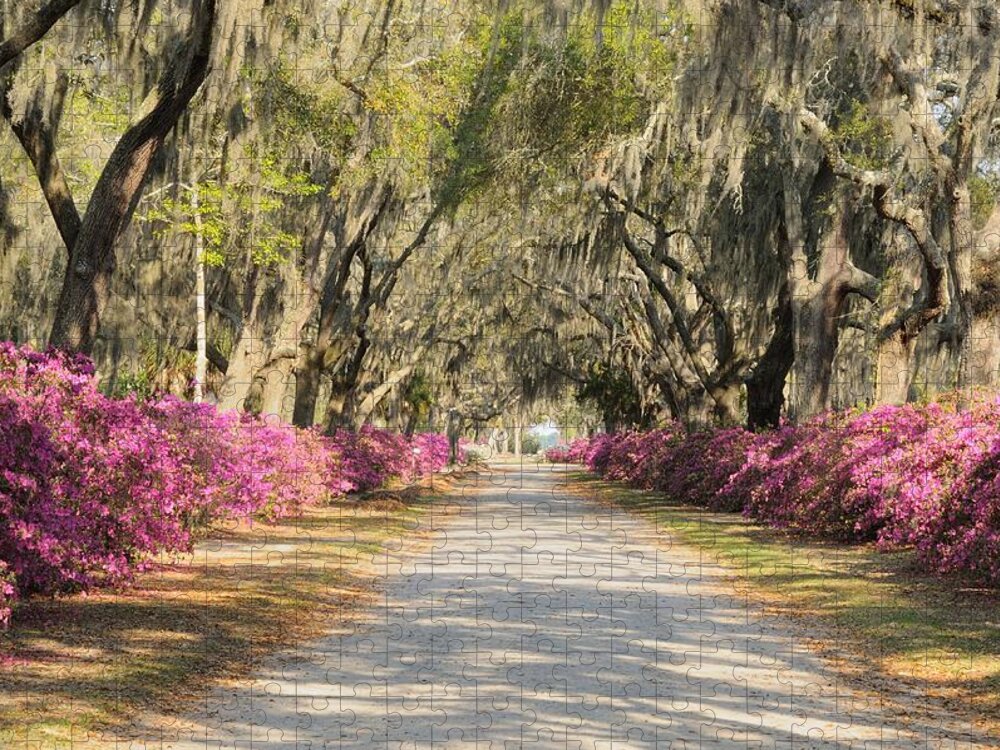 Allee Jigsaw Puzzle featuring the photograph azalea lined road in Spring by Bradford Martin