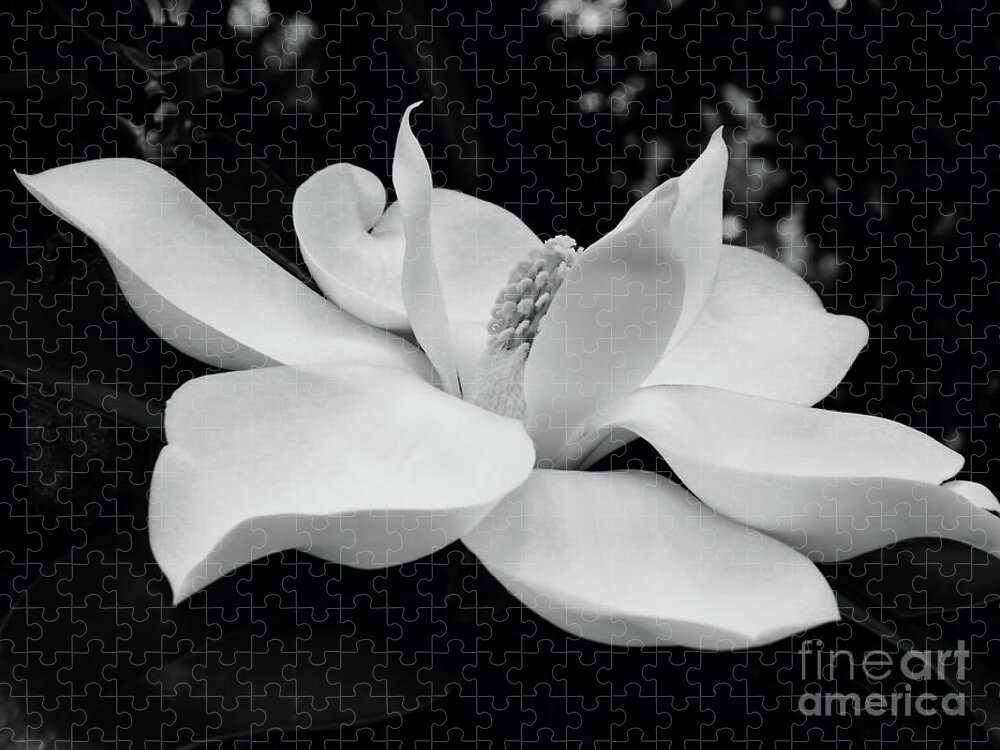 Magnolia Jigsaw Puzzle featuring the photograph B W Magnolia Blossom by D Hackett