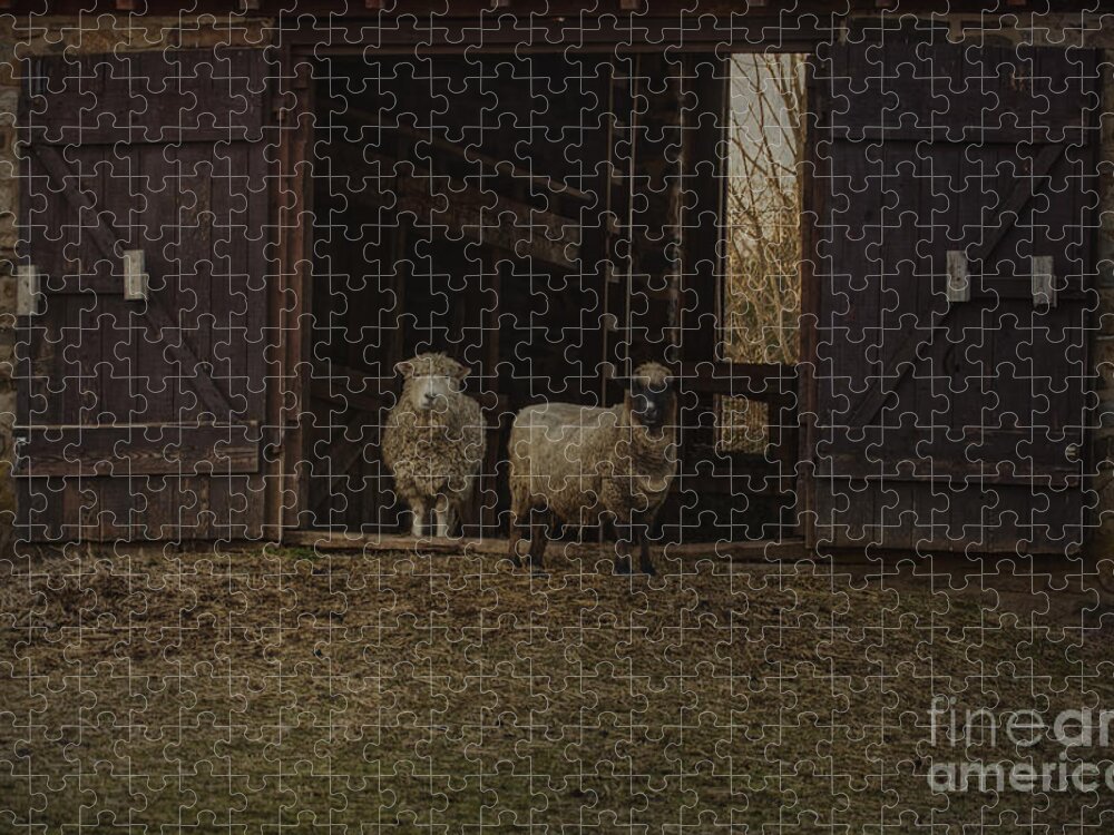 2 Animals Jigsaw Puzzle featuring the photograph Ba Ram Ewe by Debra Fedchin