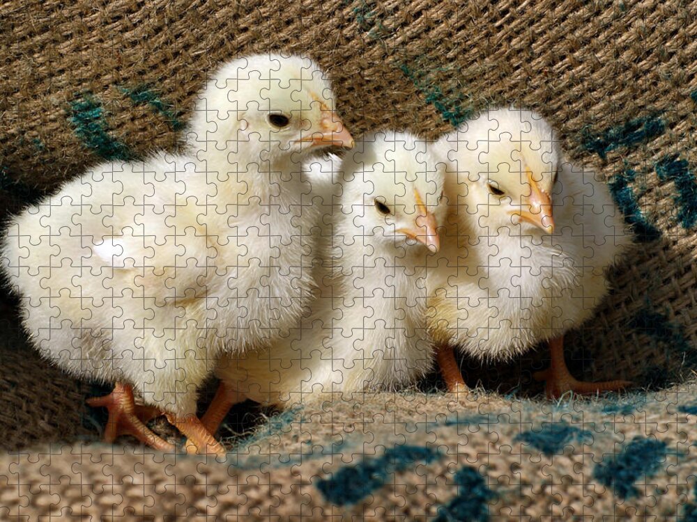 Chickens Jigsaw Puzzle featuring the photograph Baby Chicks by Sandy Keeton