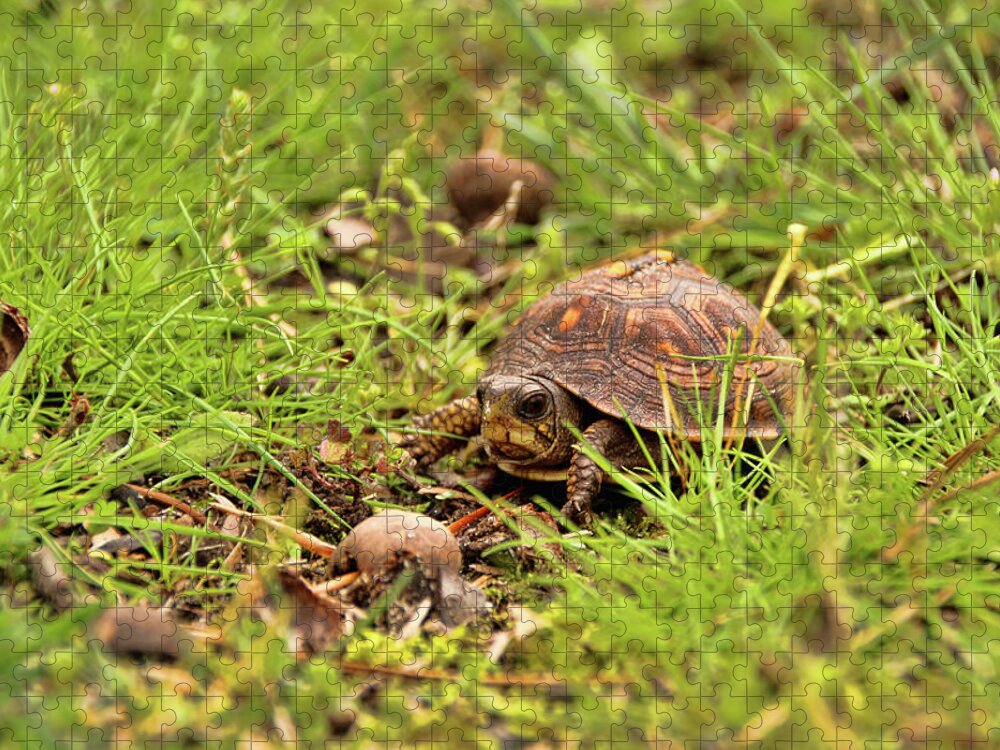 Eastern Box Turtle Jigsaw Puzzle featuring the photograph Baby Eastern Box Turtle by Kristia Adams