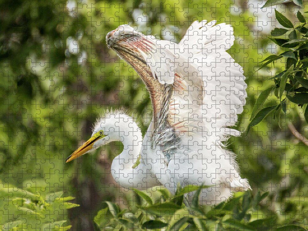 Baby Egret Jigsaw Puzzle featuring the photograph Baby Great White Egret - Testing Wings by Patti Deters