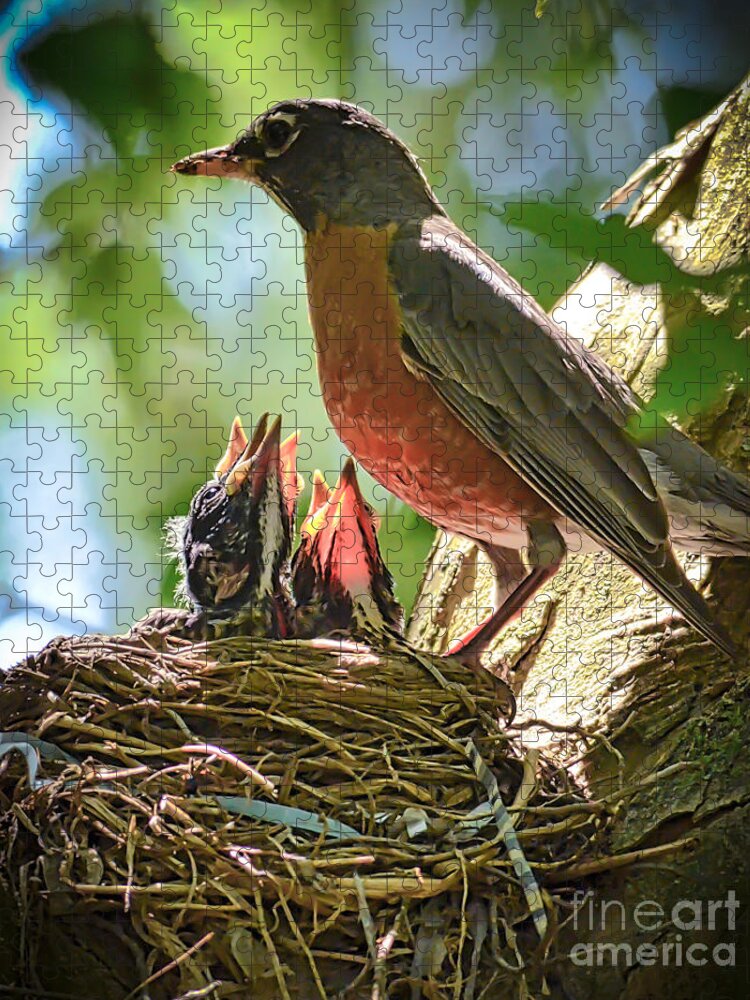 Baby Robins Jigsaw Puzzle featuring the photograph Baby Robins - Ready and Waiting by Kerri Farley