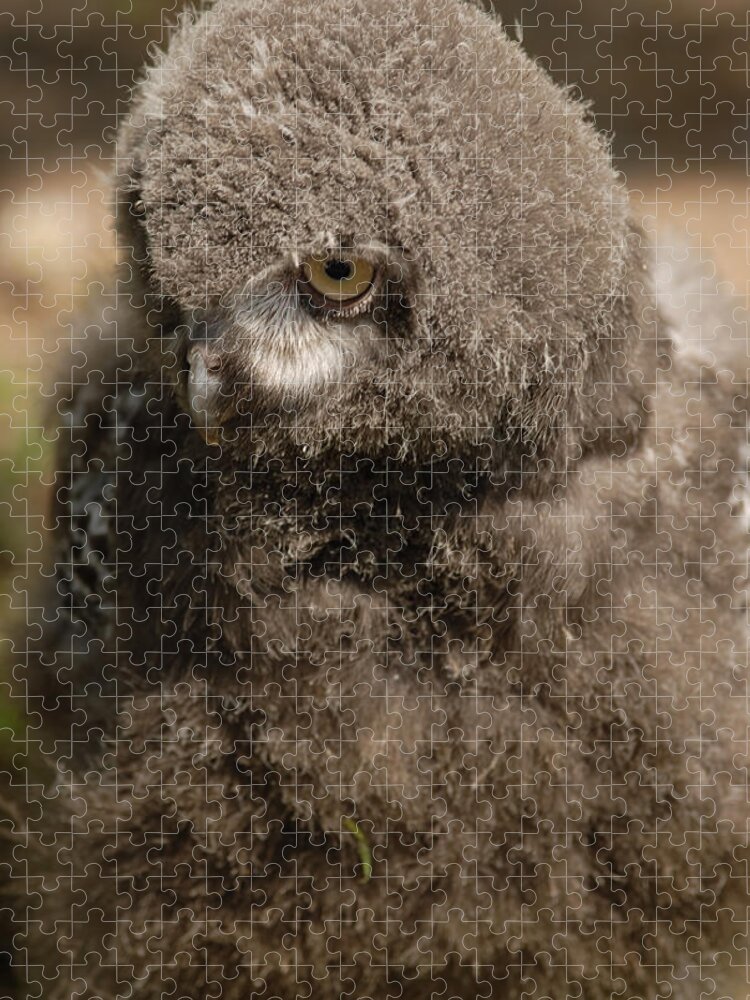 Snowy Owl Baby Jigsaw Puzzle featuring the photograph Baby Snowy Owl by JT Lewis