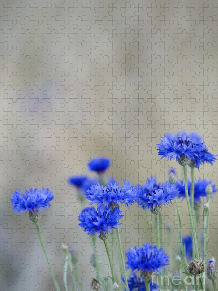 Cornflowers Jigsaw Puzzle featuring the photograph Bachelors Buttons Flowering by Inga Spence