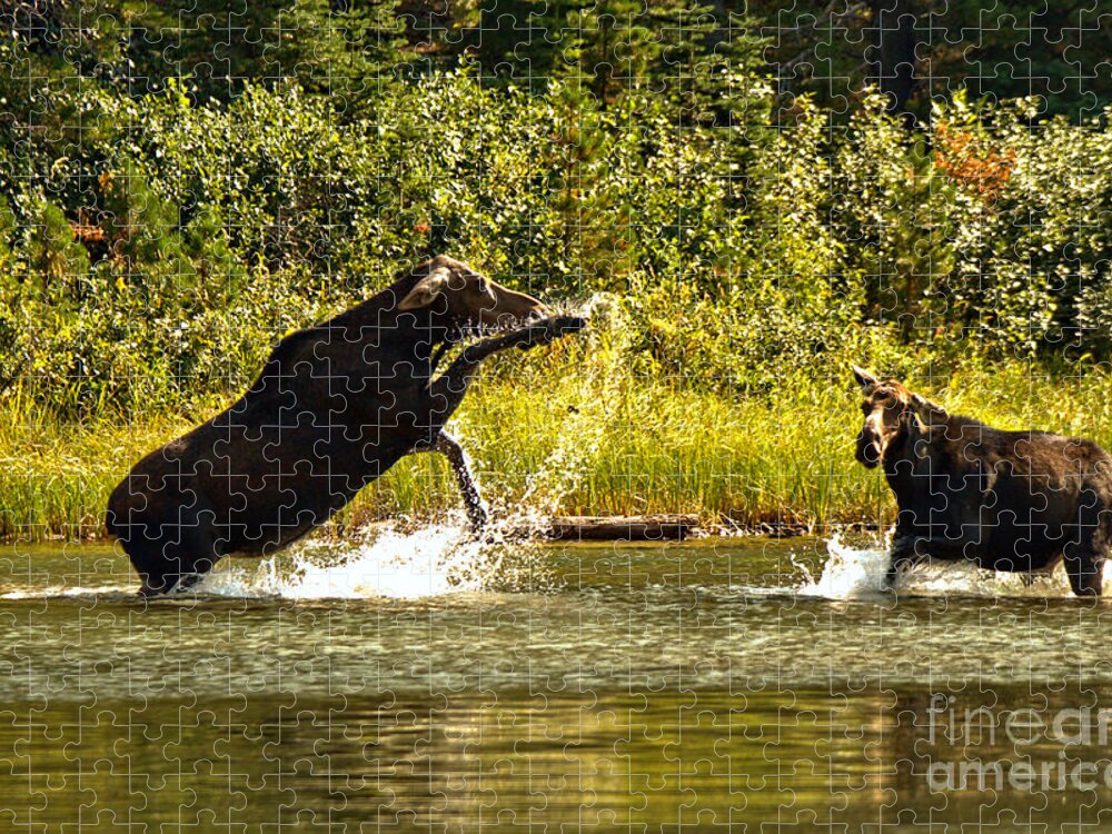 Moose Jigsaw Puzzle featuring the photograph Back Off Lady by Adam Jewell
